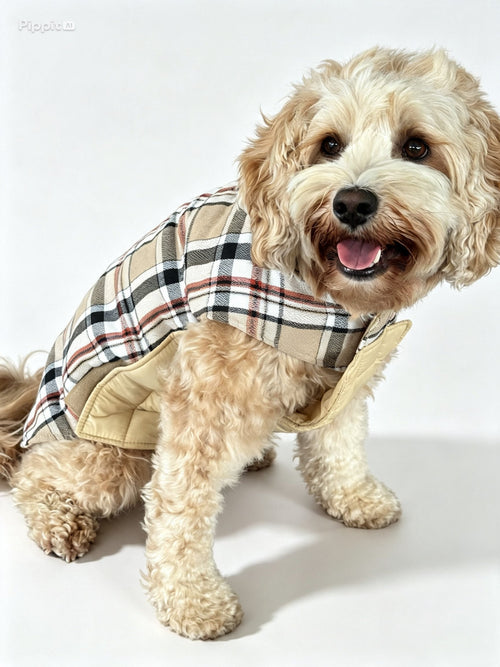 Hund i rutkappa framifrån